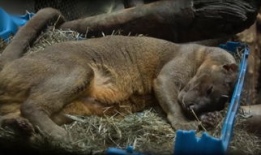 人的交配视频,交配视频背后的科学启示